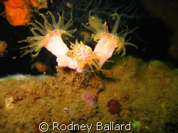 Anemone at USS New York, Subic Bay Philippines by Rodney Ballard 